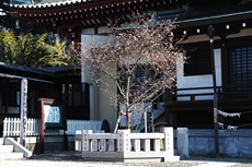 お会式桜（おえしきざくら）