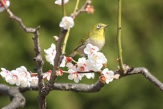 鶴林庭や境内の梅の花が咲き始めました