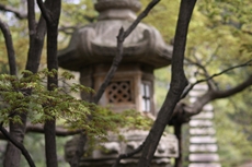 モミジの花が咲きました