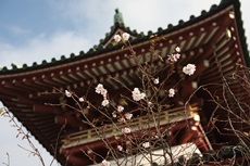 お会式桜が咲き始めました